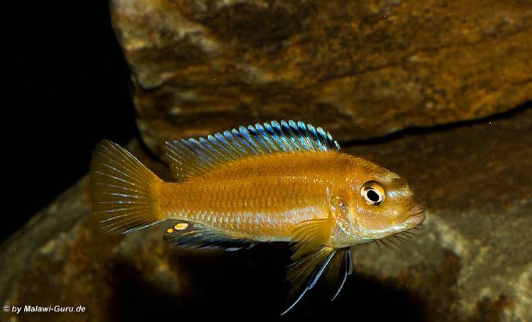 'Gome' Pseudotropheus johannii